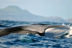 Acores-17