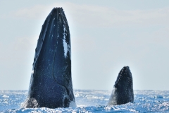 Baleines-a-bosse