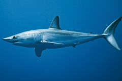 Mako3