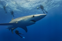 Plongee-requins