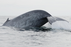 Rorqual