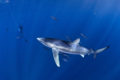 Shark-12-11-Sep-1-2
