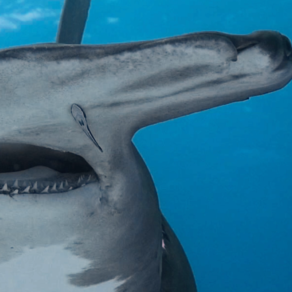 Grand Requin Marteau à Bimini aux Bahamas