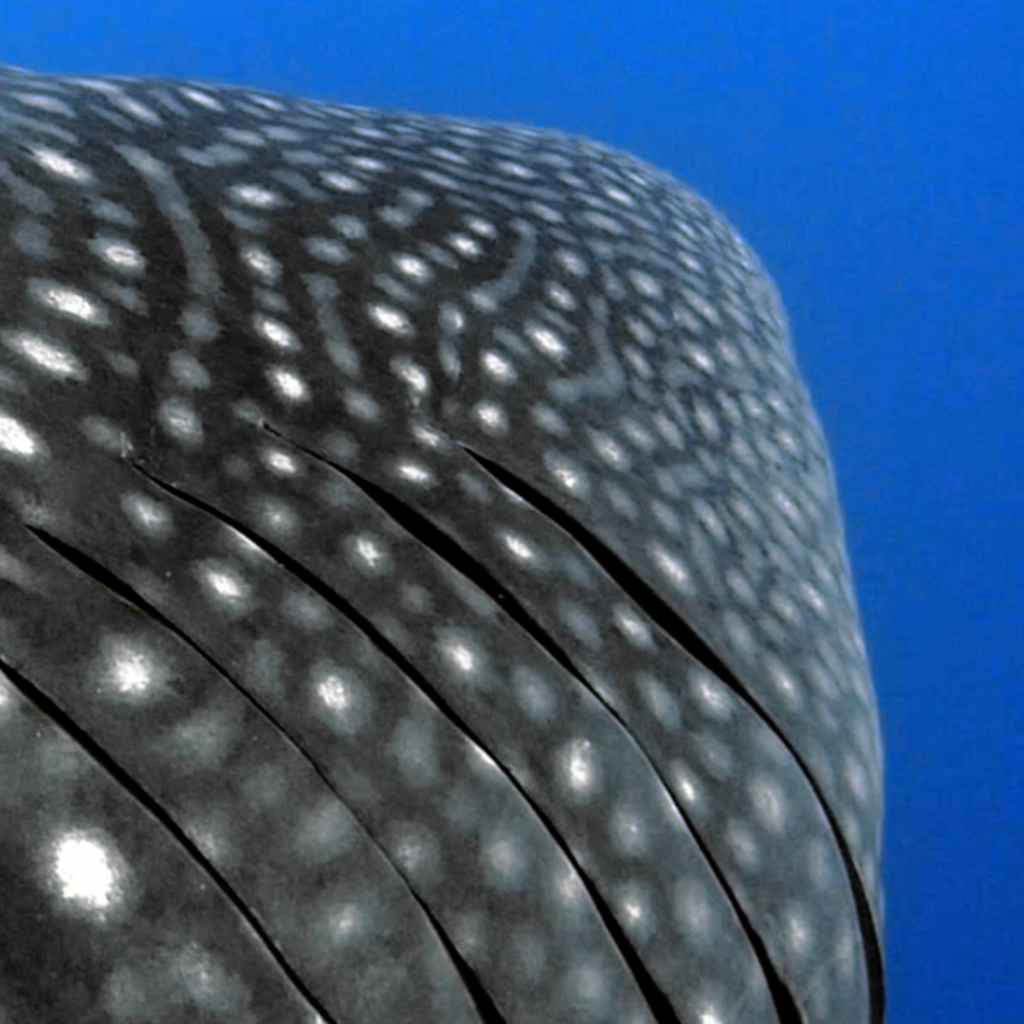Requin Baleine aux Galapagos