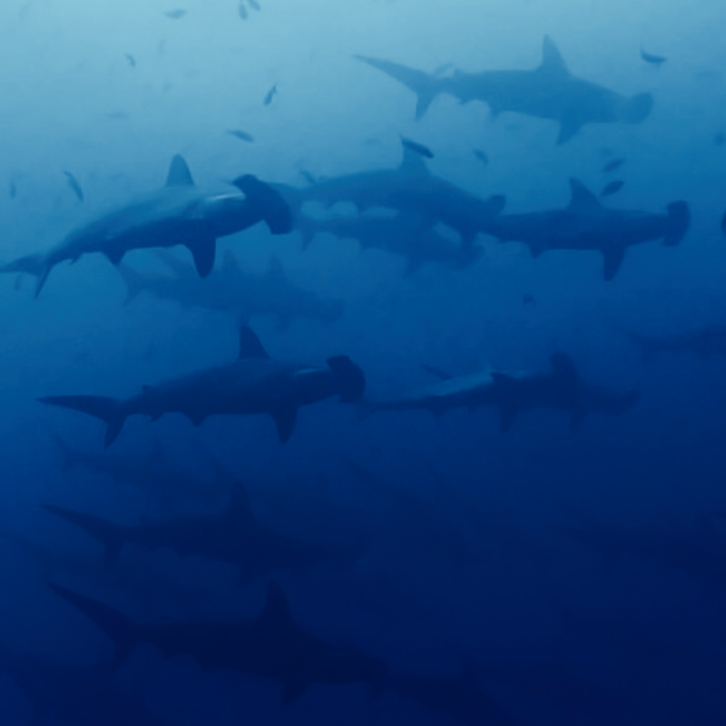 Groupe de requins Marteau aux Galapagos